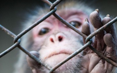 Shelter - надежная капсула для любопытных приложений