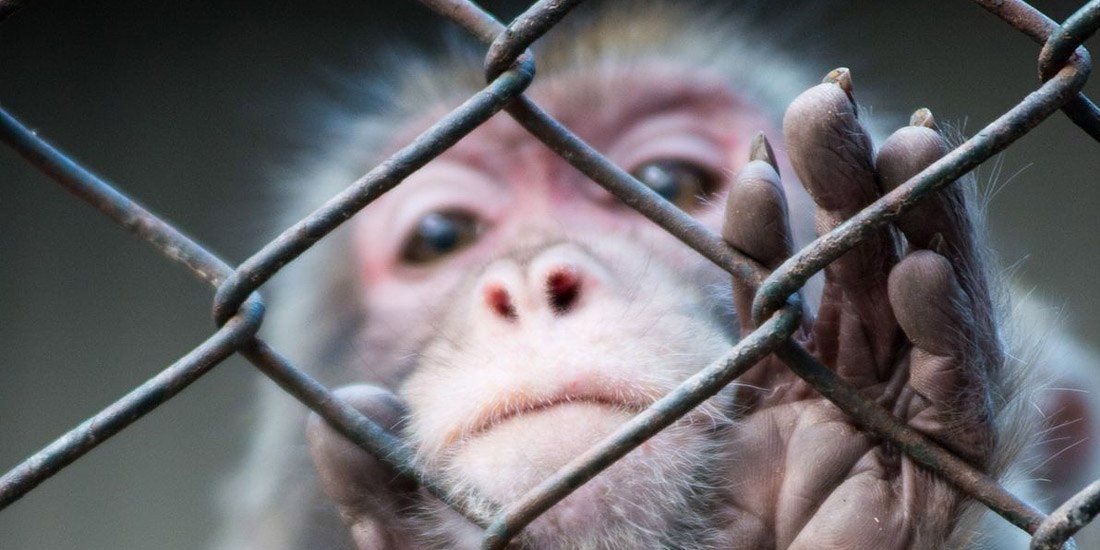 Shelter - надежная капсула для любопытных приложений