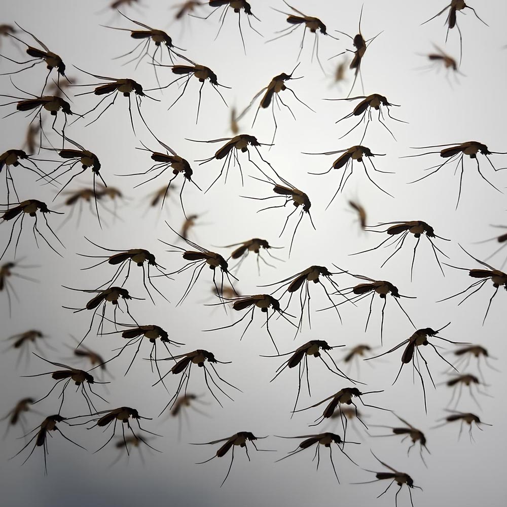 Рекламный обзвон компаниями